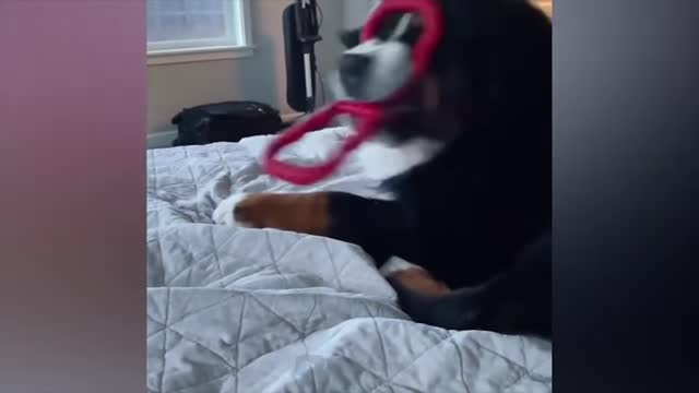 Animals video #1