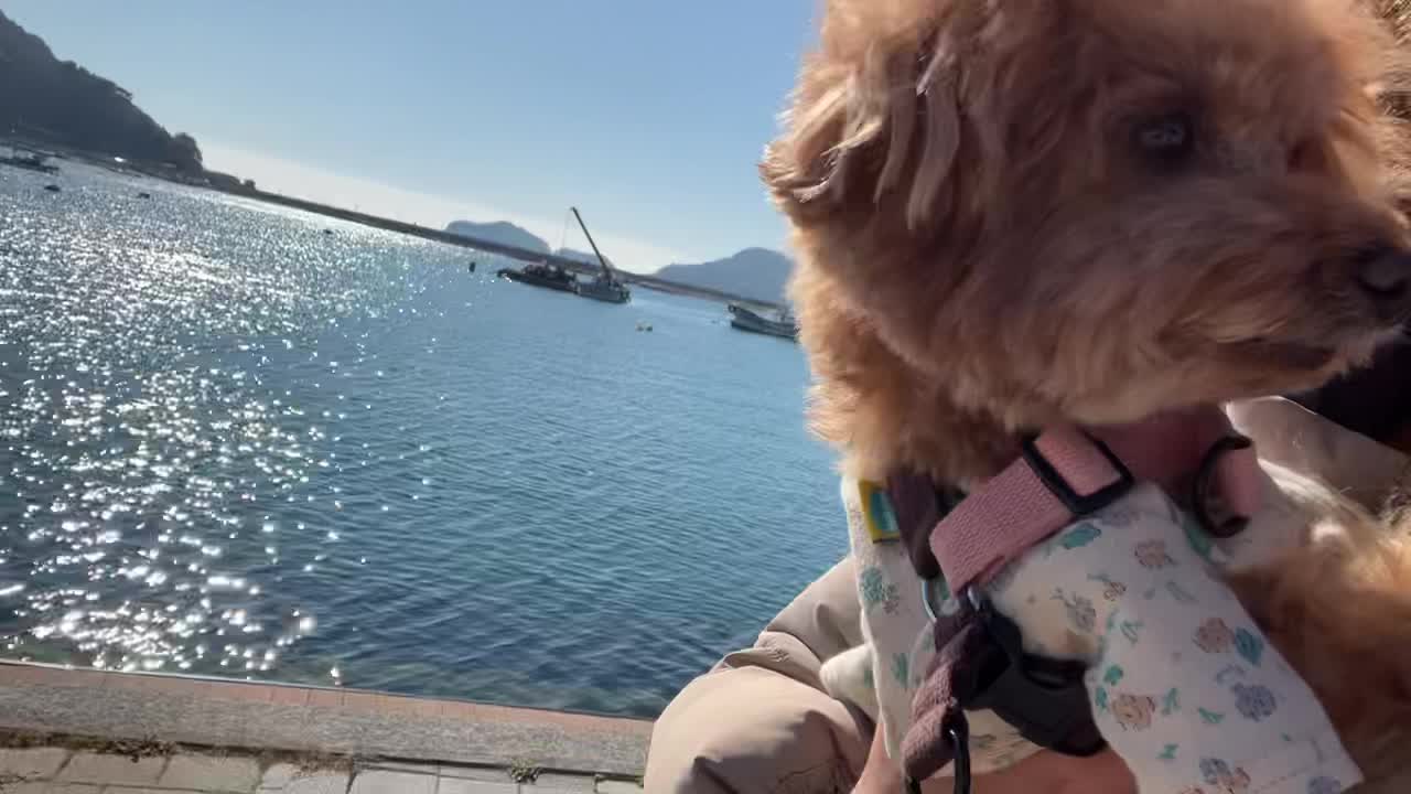 Cute poodle crying because she wants to go into the sea and play in the water