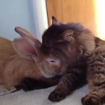 Rabbit And Cat lovers
