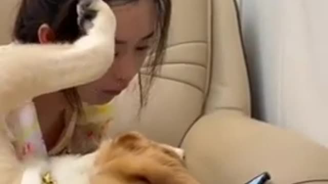 Cat Funny Video
