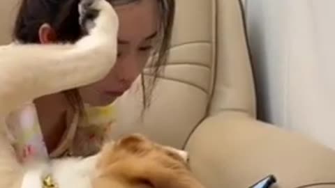 Cat Funny Video