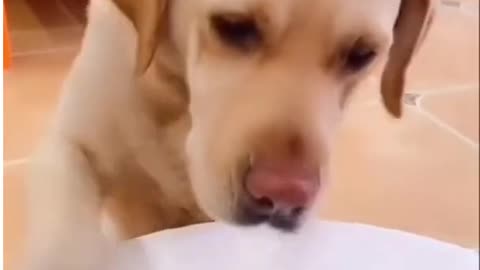 Adorable dog got Hungry and want more meals