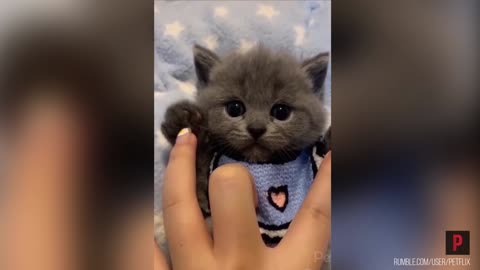 Cuttiest baby cat ever