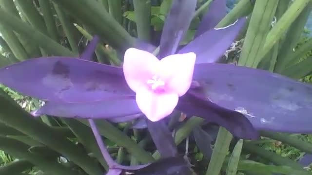 A planta coração roxo mostra a sua linda flor, formato de coração! [Nature & Animals]