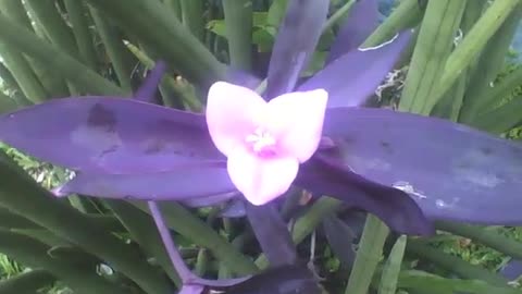 A planta coração roxo mostra a sua linda flor, formato de coração! [Nature & Animals]