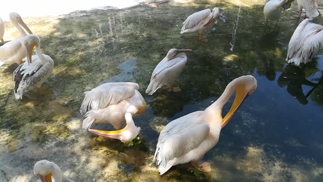 Zoo Full Of Females Pink Backed Pelican