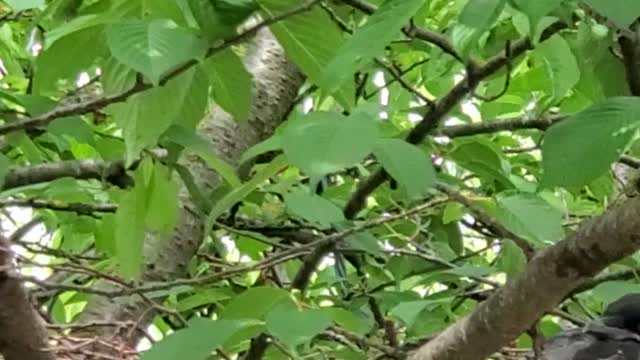 Baby crow waiting for mother crow in nest.