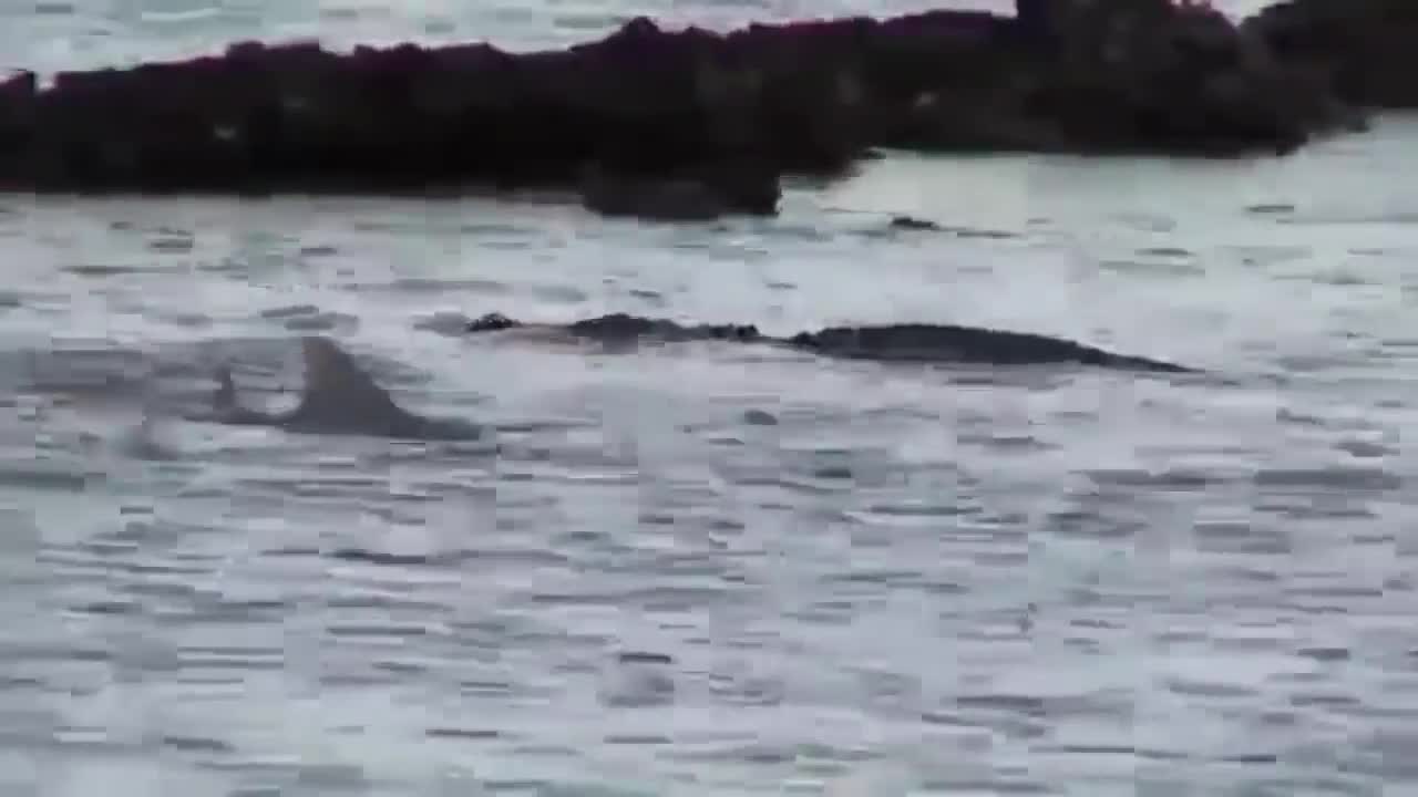 fight between Crocodile Vs Shark.