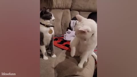 Funny Cat Video