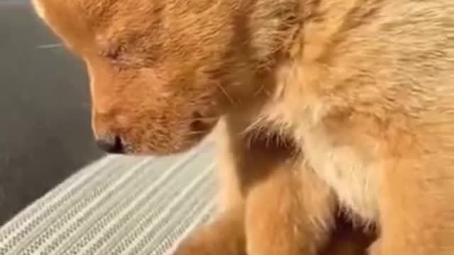 FUNNY DOG JEJE