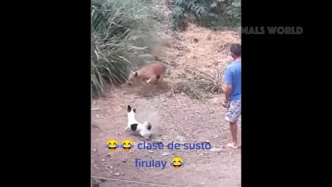 Funny animals