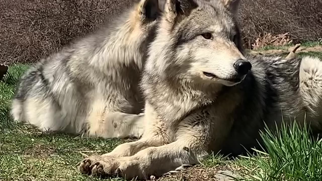 IL Buongiorno Del Piccolo Branco 🌕🐺🌞♥️