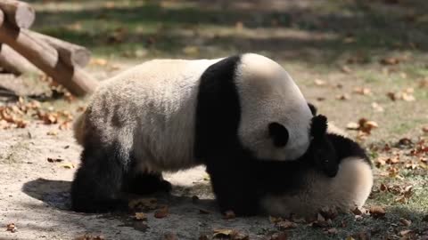 A panda with dark circles under his eyes