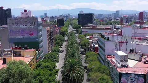 Palm trees in Mexico City_