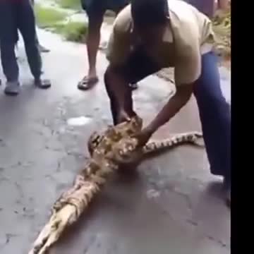 Snake swallowed two whole lambs