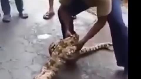 Snake swallowed two whole lambs