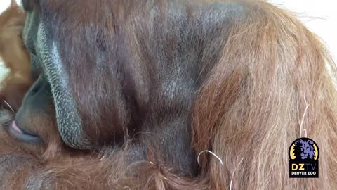 Favorite Posts of 2021_ Orangutans Cerah and Berani