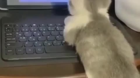 Cute lovely❤ pets