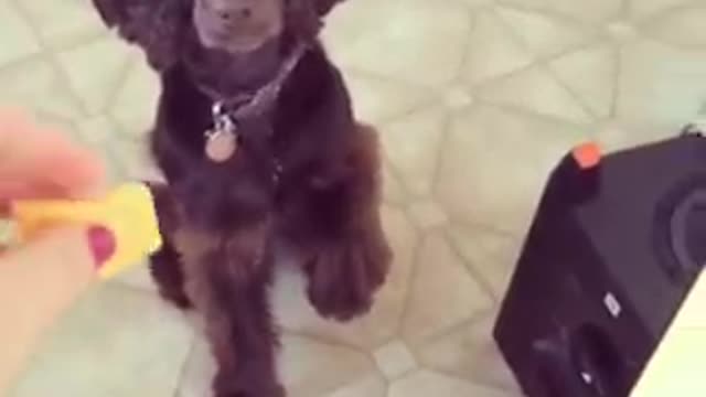 Two black dogs waiting to get fed cheese