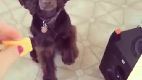 Two black dogs waiting to get fed cheese