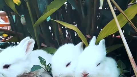 Most beautiful cute rabbit🐇🐇🐇🐇🐇🐇🐇