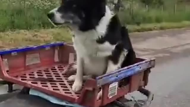 Shepherd presents the abilities of his dog