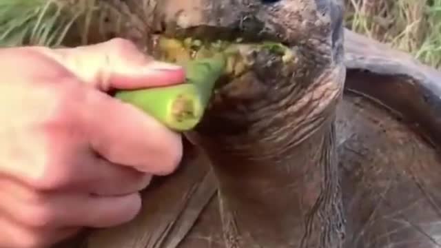 Best Funny Animal Videos of the year (2021), funniest animals ever.