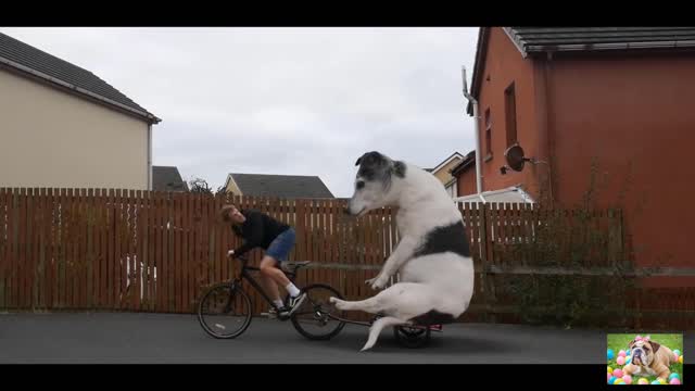 Biggest dog in the world!