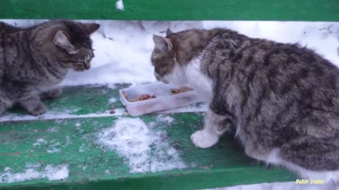 A boxer cat and a kind cat