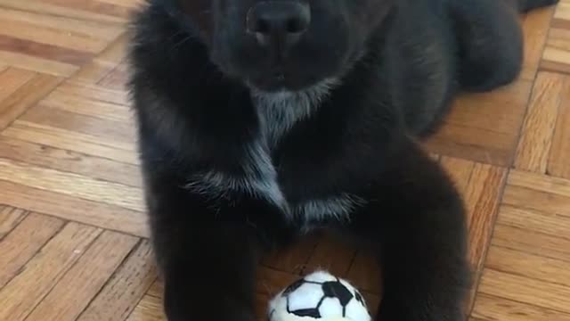 Black puppy lies on wooden floor and plays with mini soccer ball