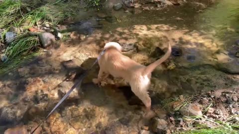 Puppy's First Time In A Stream