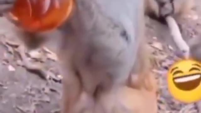 #shorts-funny videos