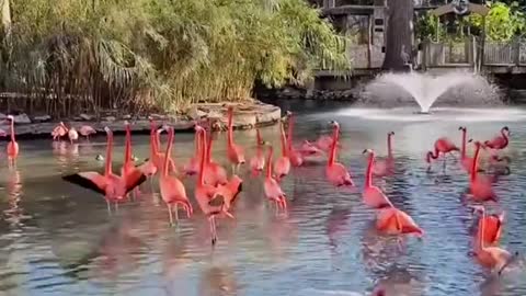 TikTok needs more flamingos