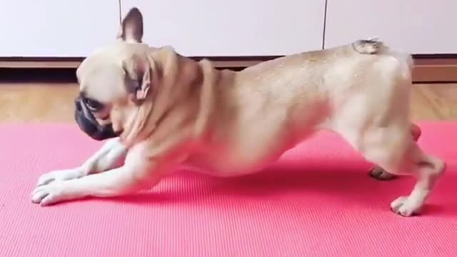 Dog yoga