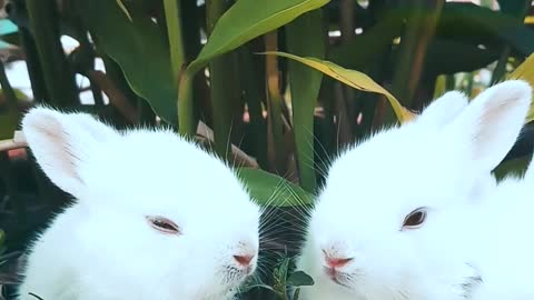 guinea pig so beautiful