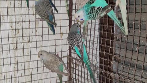 Budgies#birds#lovebirds#cockatiel#parrot