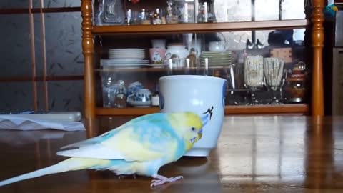 The funniest parrots - 2021