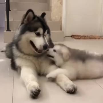 Brotherly loving puppies cute