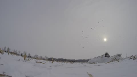 Frozen Stiff. A Canada Goose Hunt.
