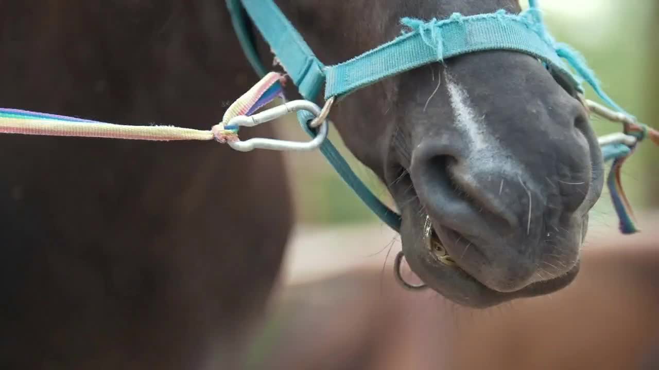 The horse breathes and shakes his head in the stables