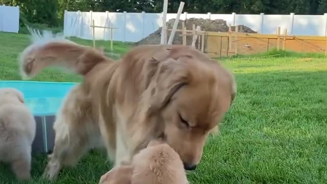 When my puppy meet with his puppy brother he was so excited