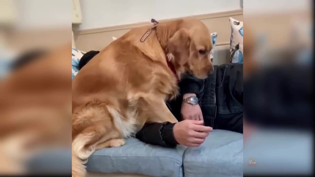 Baby dogs || cute and funny dogs compilations