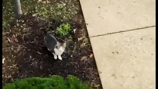 Funny Cats and Dogs Videos, Cute Dogs, Cute Cats Compilation