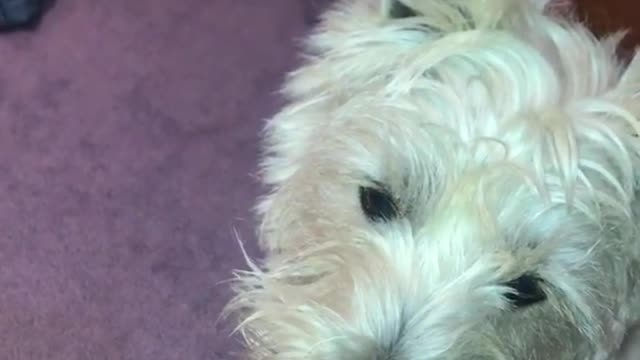 White dog with white pacifier in mouth