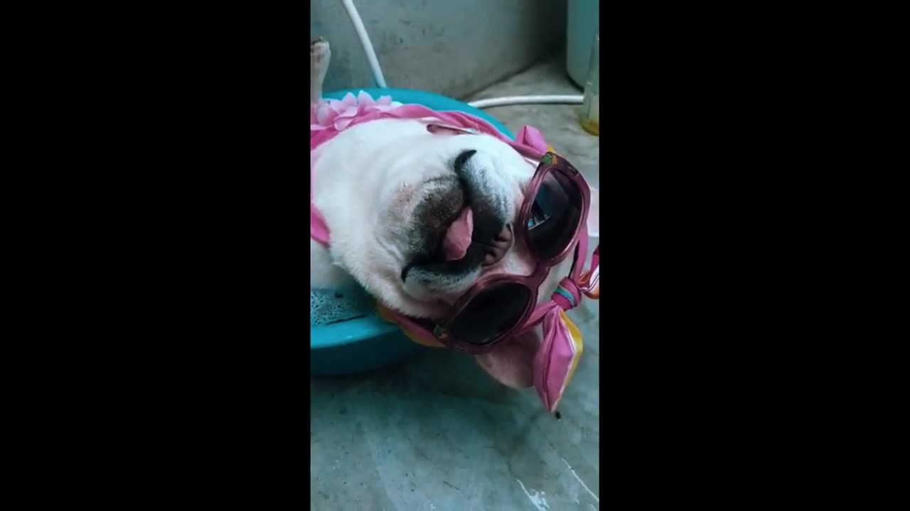 COMÉDIA - Bulldog dormindo na bacia