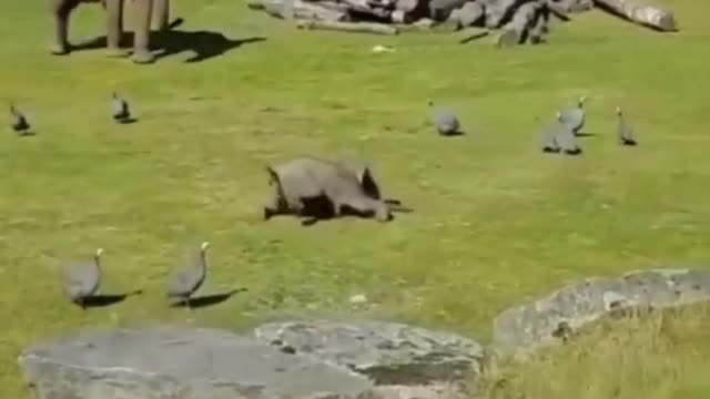 Elephant calf scares birds away from its mother