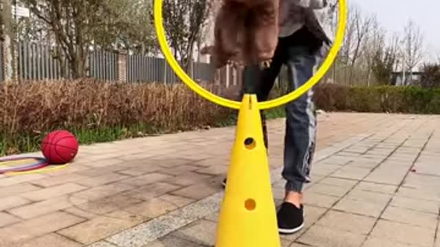 The things this dog can do!!!!