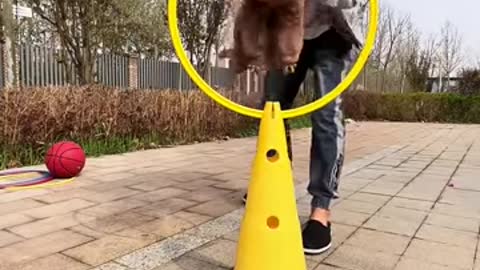 The things this dog can do!!!!
