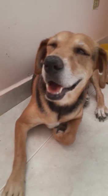 Niña, perrita ciega que necesita ayuda