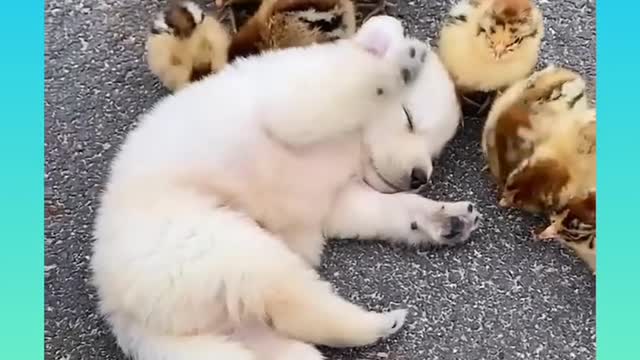 Funny and Cute Dog Video Compilation,🐕🐕 - 3